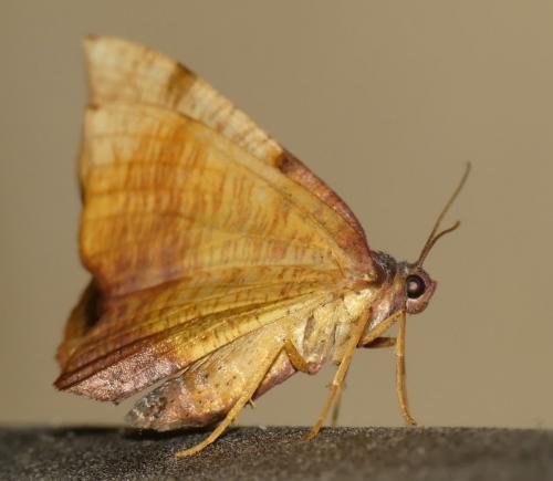Réf. 286 747 : Plagodis dolabraria